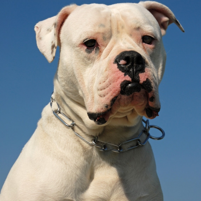 Bulldog, Description, Breeding, & Facts