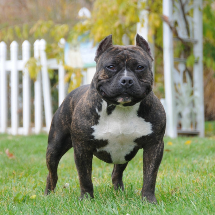 bully dog for sale