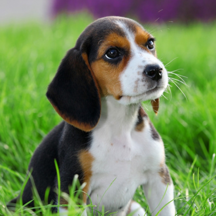 male beagle puppies for sale