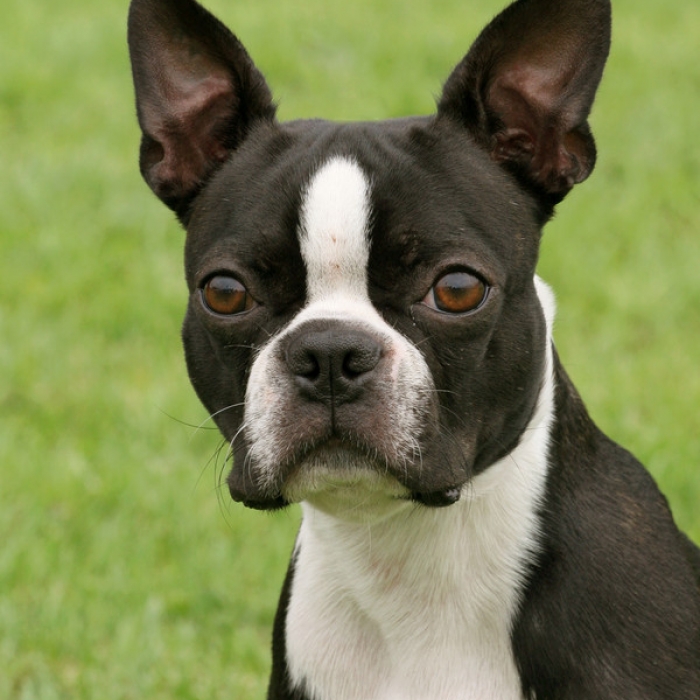 Boston Terrier Breed Information and Facts