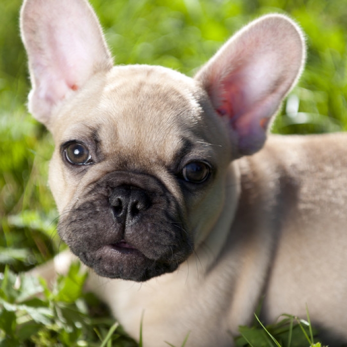 French Bulldog Puppies for Sale - Ethical Breeders