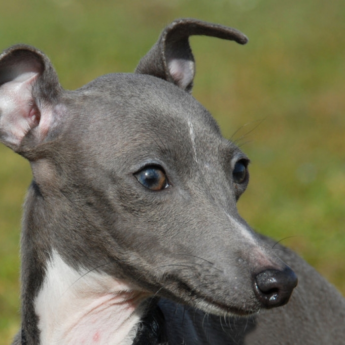 Italian Greyhound Puppy & Italian Greyhound Breed Information