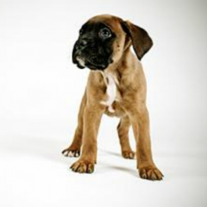 Miniature Boxer Puppies for Sale