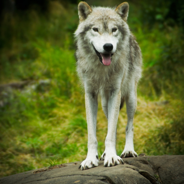 timberwolf pet
