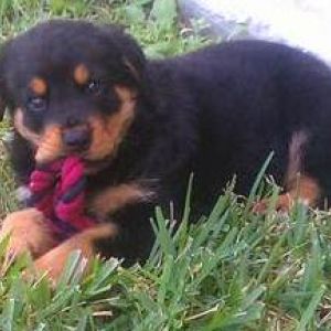 rottiebear puppies for sale