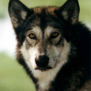 wolf hybrid information
